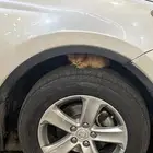 قطوة   بسة للتبني