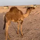 قعود
