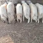 طليان حري