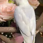 للبيع ببغاء الروز الأليف