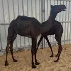 حشوان للبيع بكره وقعود مجاهيم