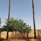 نخل وانشنطونيا