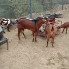 تيس فحل للبيع شرط ضرب