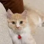 قط شيرازي للتبني