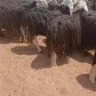 نجد