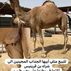 متلي طيبه وهديه ولبنها واجد