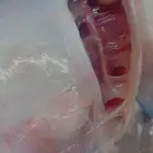 سمك بحري طازج