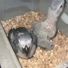 فروخ كاسكو سوبر محلي