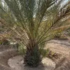 مزرعة للأيجار السنوي الانتاج تمر مبروم