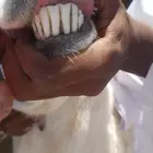 طلي حري رباع مشروط