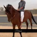 حصان شعبي