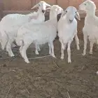 ثلاث رخال وطلي