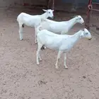 ثلاث ماعز بيشي عفر