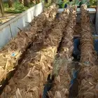 واشنطني امريكي جميع المقاصات