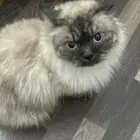 قط ضائع قط مفقود