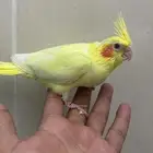 كروان اليف مع جميع مستلزماته