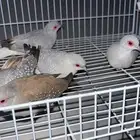 يمام ماسي