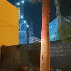 تنظيف نخل واشنطني