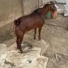 تيس فحل السن سداي