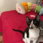 قط بلدي للتبني