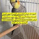 طير كروان العمر 8شهور الرقم   الاحتياطي