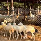 للبيع رخيل بلدي