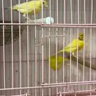 ازواج كناري للبيع