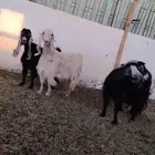 معزا عوارض للبيع
