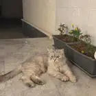 قط لتبني شيرازي