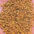 للبيع بذر برسيم امريكي