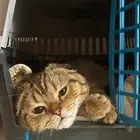 قط سكوتش كيووت