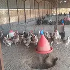 بيض مخصب دجاج عربي دندراوي