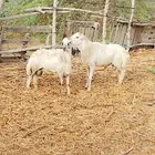 اثنين خرفان للبيع