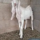 تيس أبيض مشروك