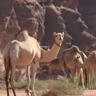 ناقه