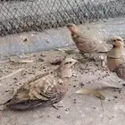 طير القطع العراقي بري