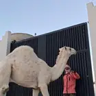 حاشي