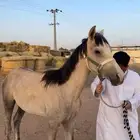 حصان البيع شعبي
