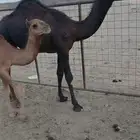 بكرة مجهم