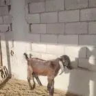 تيس