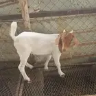 تيس هجين بورقوت على محايلي