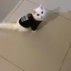 قط شيرازي