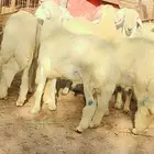 خرفان للبيع خدمة سلخ و توصيل