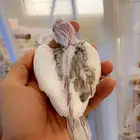 فرخ كروان هافي بايد حجم بطللل( تم البيييع )