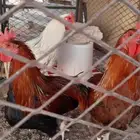 ديوك باكستاني العدد 4