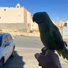 ببغاء الدرة ذكر