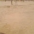 عرض نادر خلفه رمانيه حدرها حواره كفو