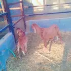 سواكن درمانيه