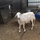 شاه حريه