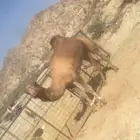 مطلوب بعير حمر عادي او ساحلي